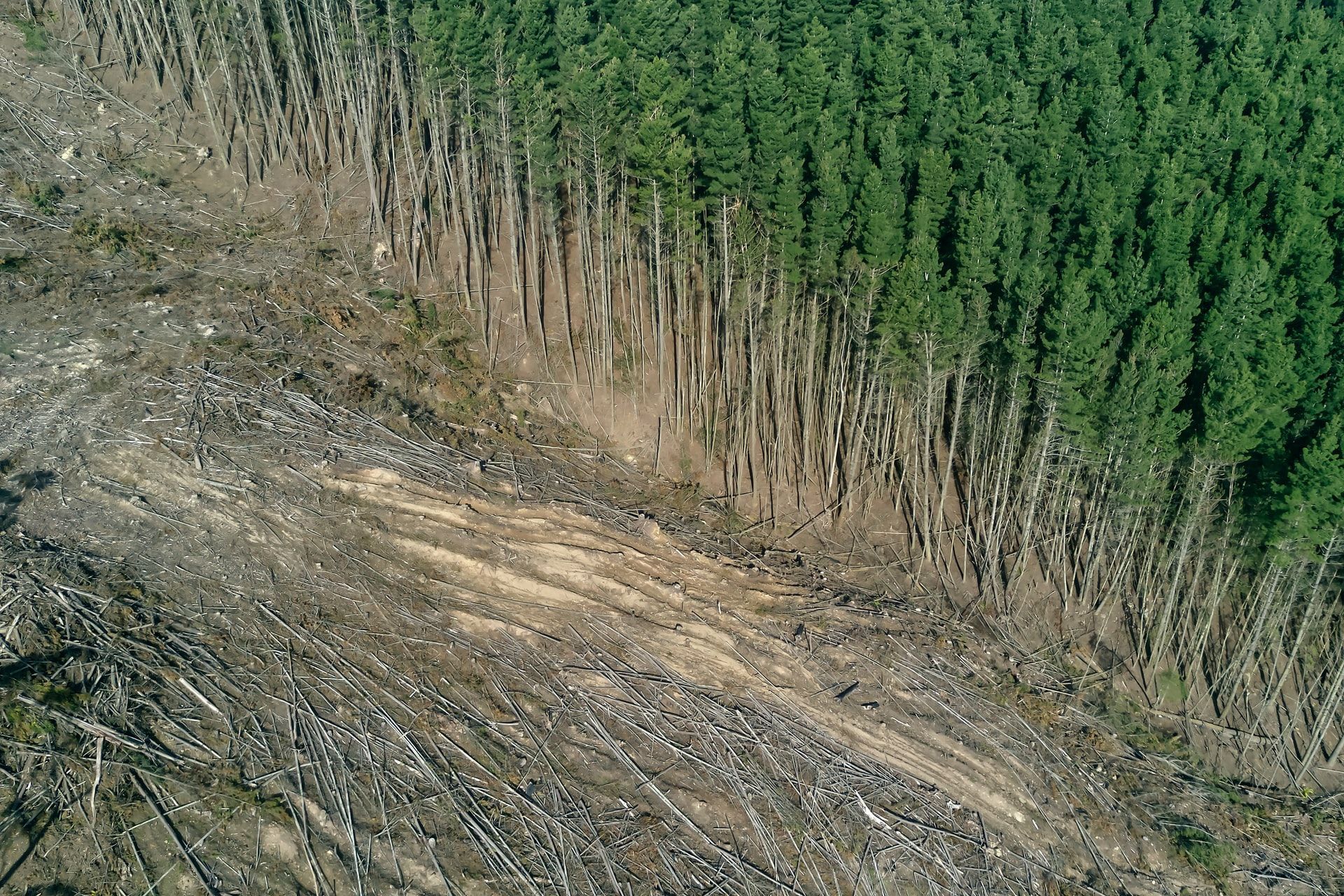 Масове відновлення лісів не допоможе проти кліматичних змін