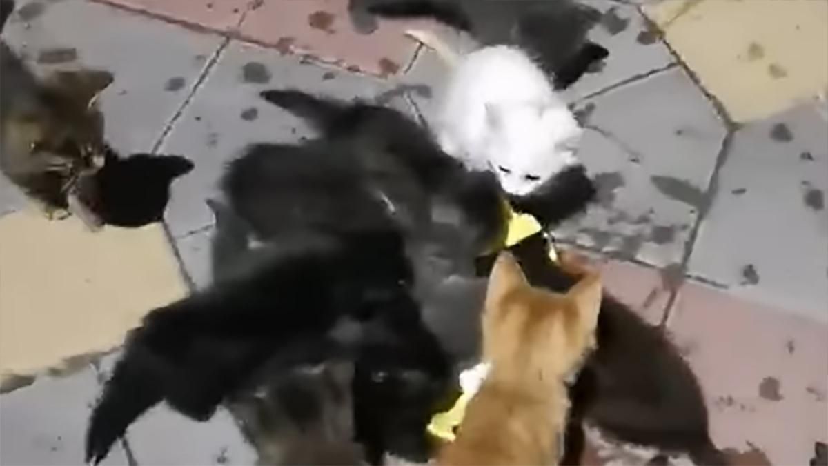 В Одесі морили голодом 62 кошенят: тримали на продаж – відео В Одесі морили голодом 62 кошенят: тримали на продаж – відео