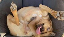 Що з ними не так: 45 кумедних фотографій собак, які піднімуть вам настрій 