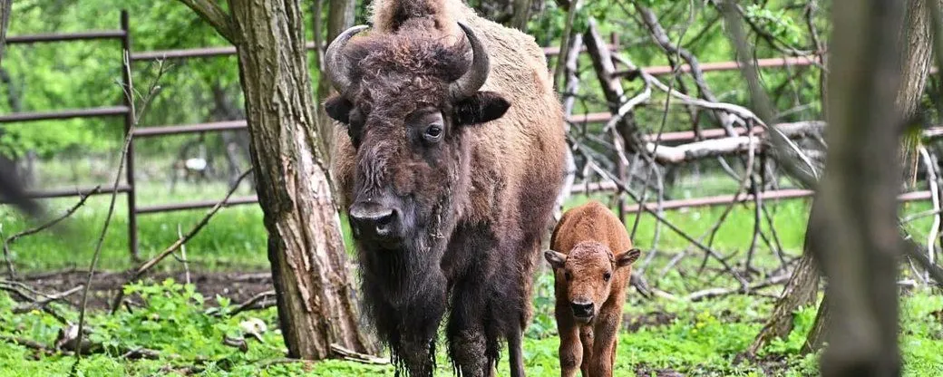 Малыш в десятки раз меньше взрослых бизонов