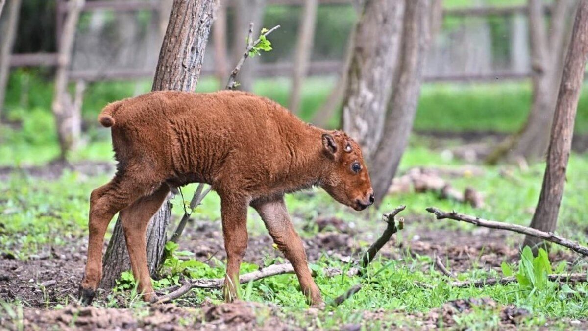 В Харькове впервые родился бизон: где можно увидеть малыша В Харькове впервые родился бизон: где можно увидеть малыша