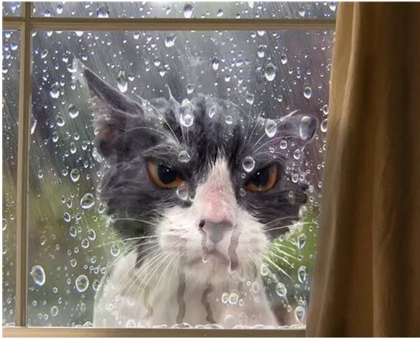 Этот котик хочет выйти гулять, но на улице дождь