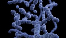 Ученые сравнили бактерии в кишечнике современных и древних людей: что нового мы узнали