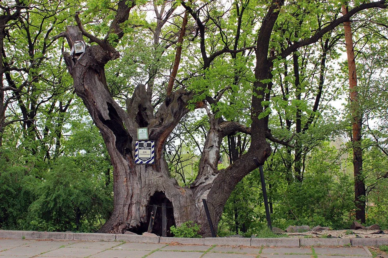 Старейшие деревья россии. Гранитский дуб. Дуб Грюневальда. Грюнвальдский дуб растущий в Калининградской области. Дуб Грюневальда Киевская область.