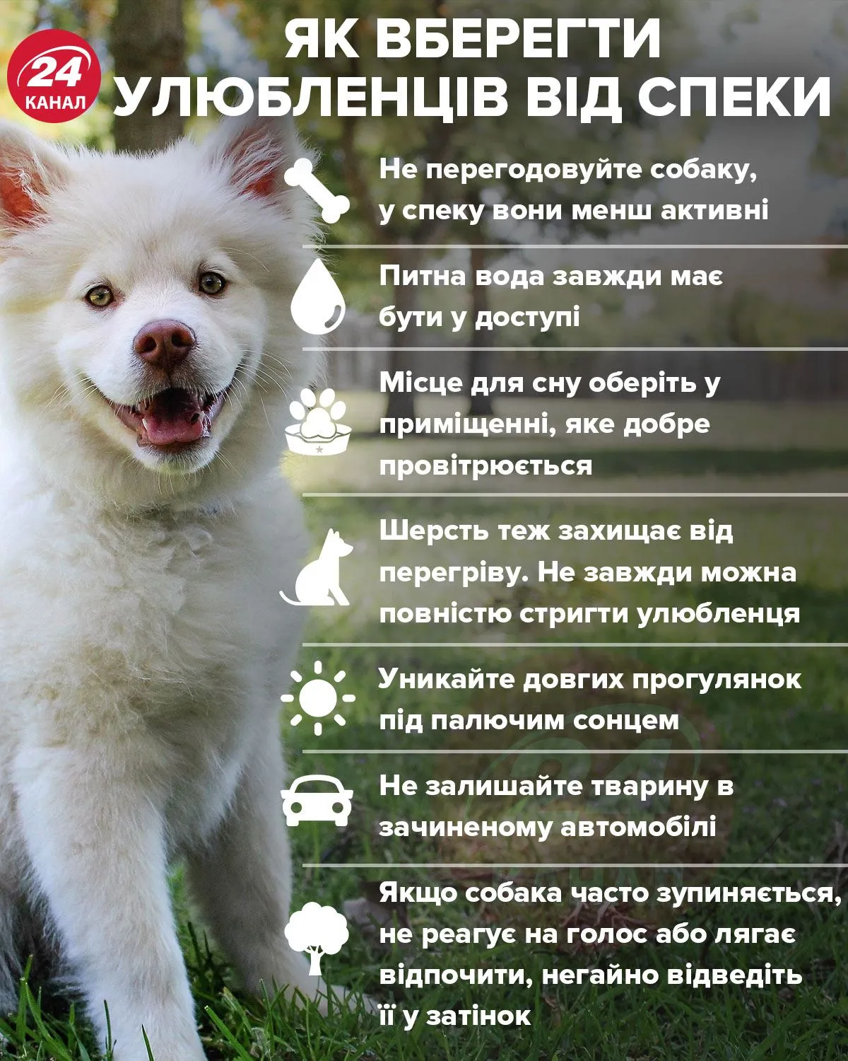 Як вберегти від спеки домашніх улюбленців / Інфографіка 24 каналу Як вберегти від спеки домашніх улюбленців / Інфографіка 24 каналу