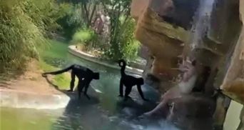 В техасском зоопарке женщина запрыгнула в вольер, чтобы покормить обезьян: она об этом пожалела