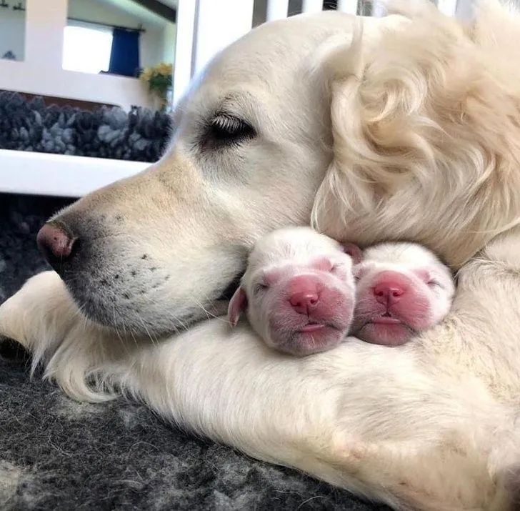 Мама и ее новорожденные дети 