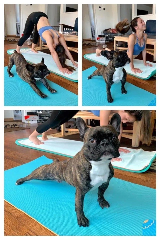 Этот пес обожает йогу 