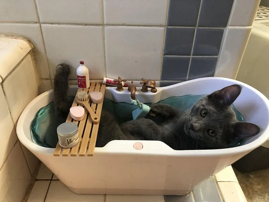 Этот котик любит играть в маленькой ванне 