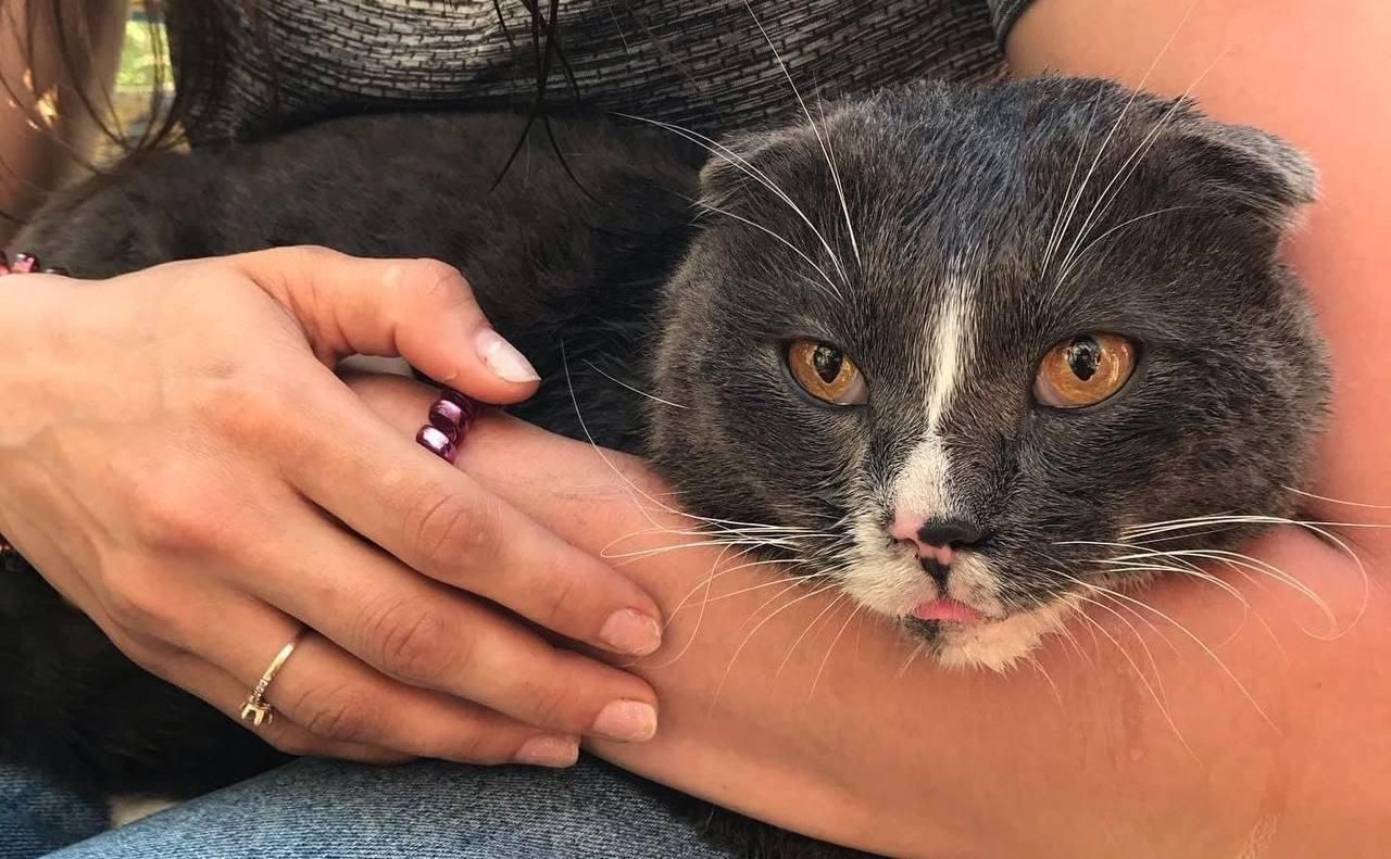 У Харкові з вогню врятували жінку та її котика У Харкові з вогню врятували жінку та її котика