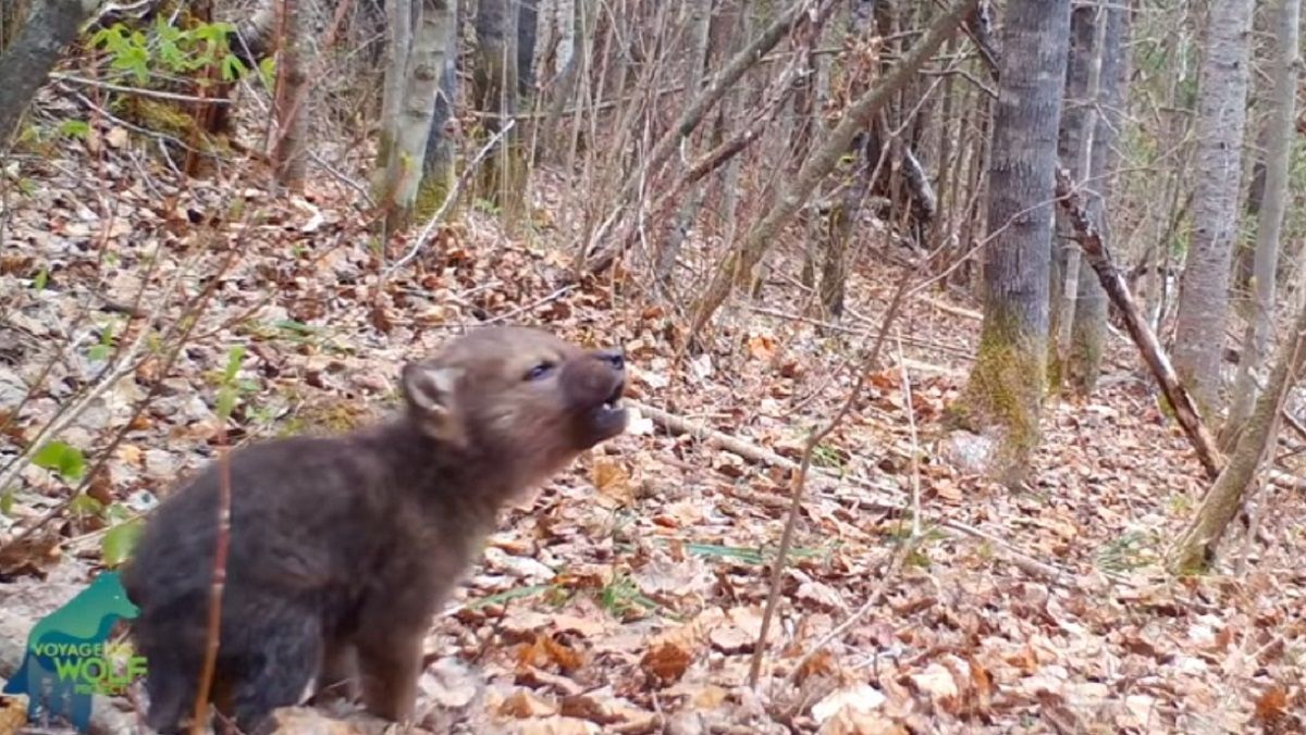 Заберіть песиків від екранів: на камеру зняли неймовірно миле перше виття вовченяти