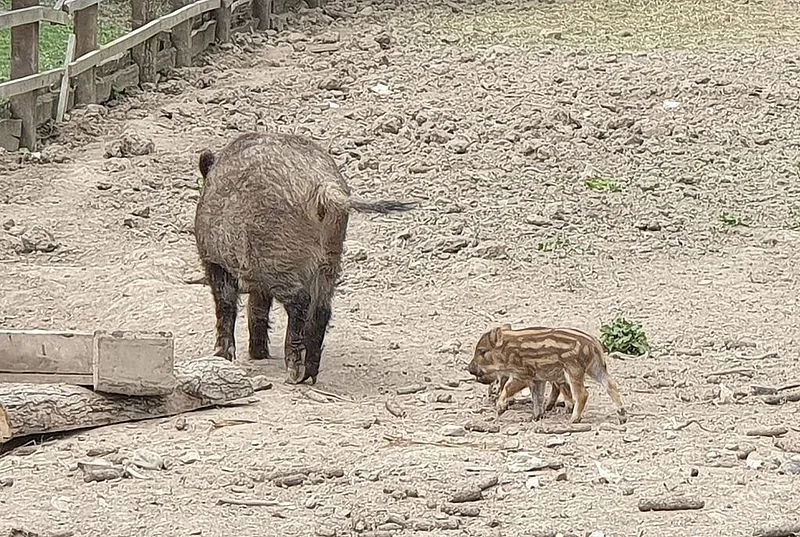 дикие кабанчики