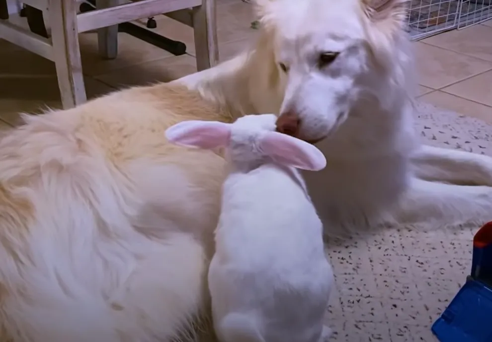 Пес и кролик