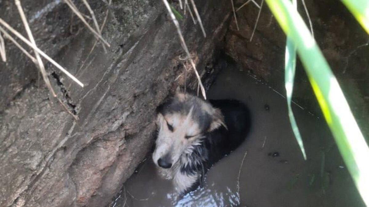 Впав до ями з водою: в Одесі врятували песика