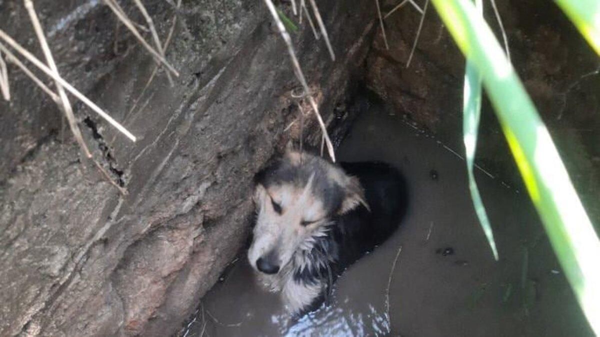 Упала в яму с водой: в Одессе спасли собаку
