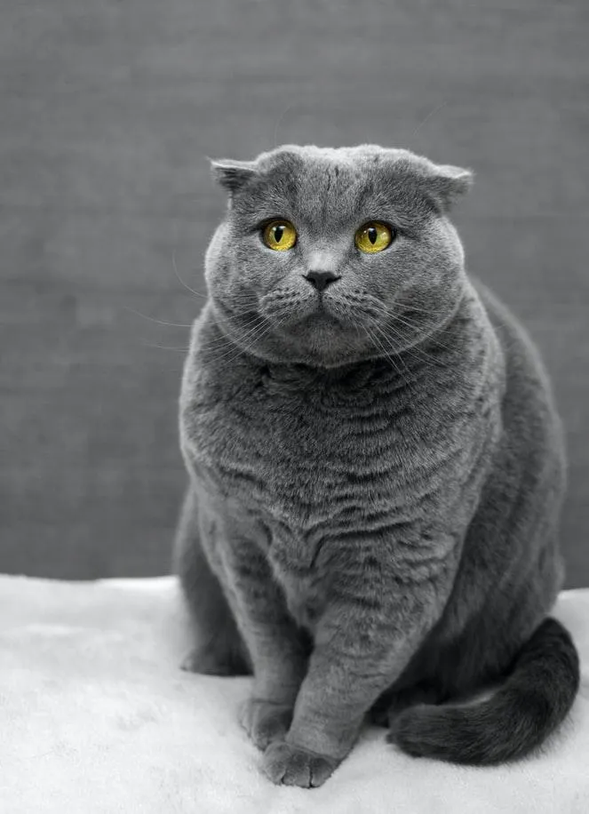 Британский серый кот
