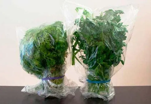 Петрушка у банці з водою зв'язана поліетеленовим пакетом Петрушка у банці з водою зв'язана поліетеленовим пакетом