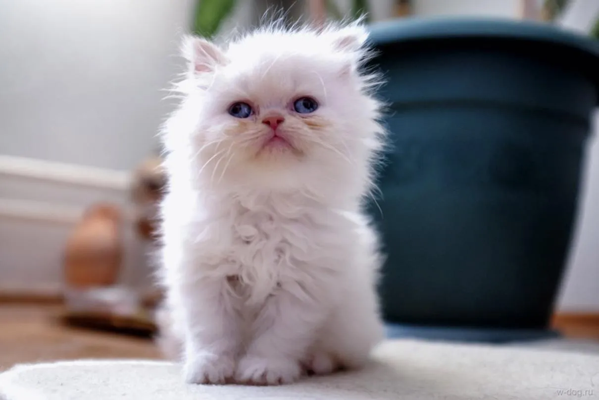 Кошеня косооке Кошеня косооке