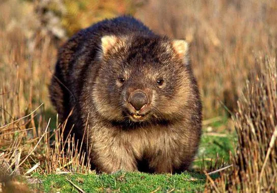 Екскременти вомбатів є унікальними Екскременти вомбатів є унікальними