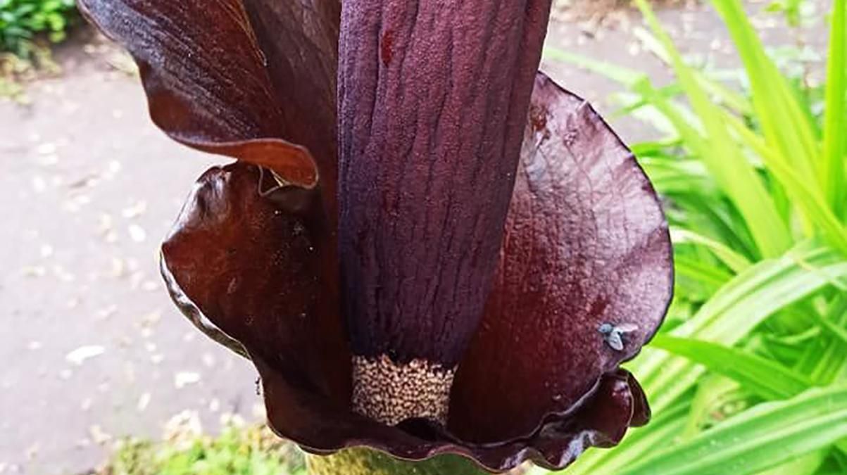 В Киеве зацвел Дьявольский язык: где растет – фото В Киеве зацвел Дьявольский язык: где растет – фото