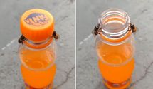 Две пчелы самостоятельно сняли крышку с бутылки газировки и шокировали людей в интернете: видео