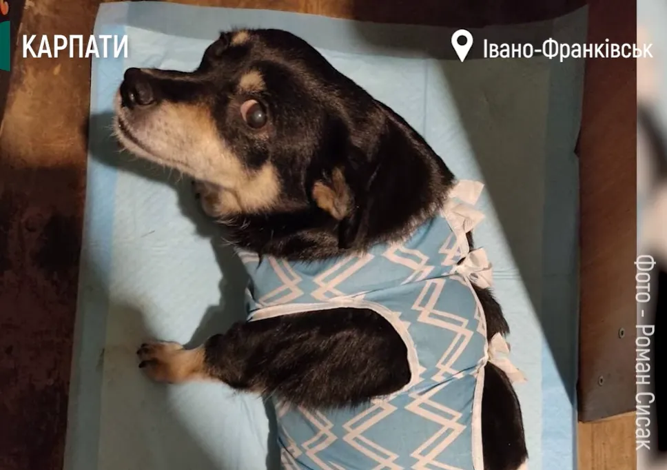 Після операції Роман Сисак доглядав собаку Після операції Роман Сисак доглядав собаку