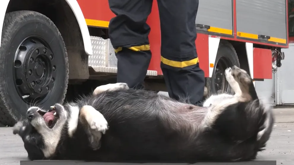 Тушканчик дуже весела й привітна собака Тушканчик дуже весела й привітна собака
