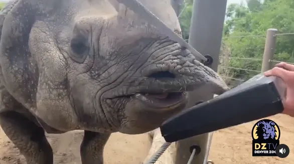 Це заняття стало для носорога новим досвідом Це заняття стало для носорога новим досвідом