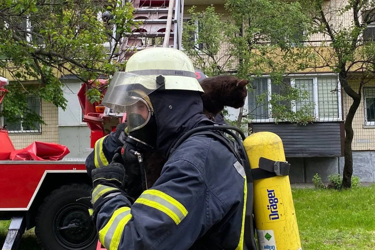 Врятований кіт Врятований кіт
