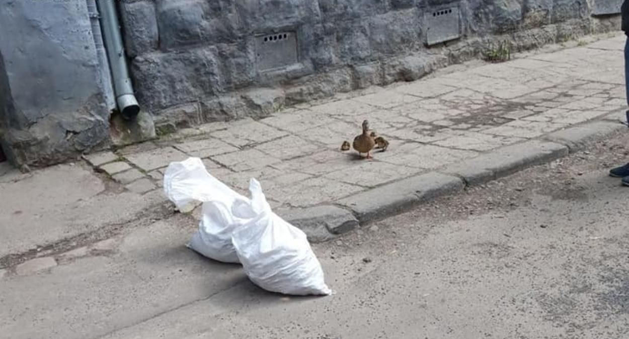 Збентежено бігали вулицями: у Львові патрульні врятували дику качку з каченятами – фото