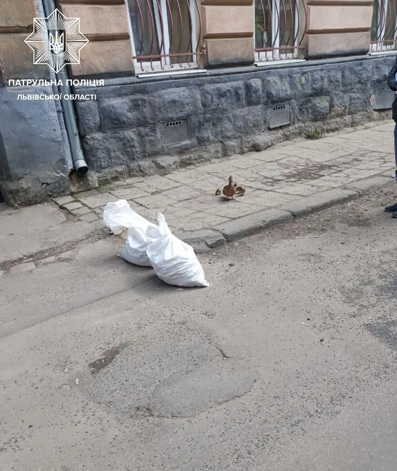 Збентежено бігали вулицями: у Львові патрульні врятували дику качку з каченятами – фото