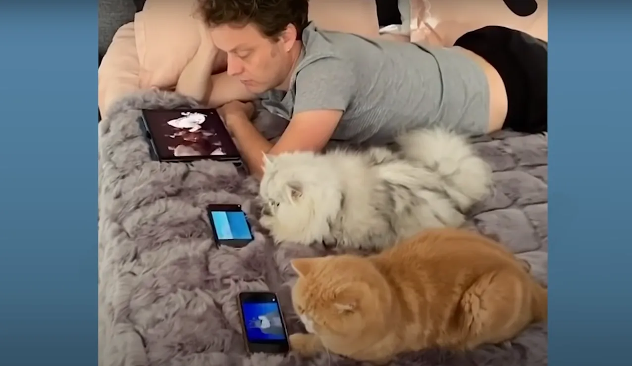 Коти дивляться мультфільми Коти дивляться мультфільми