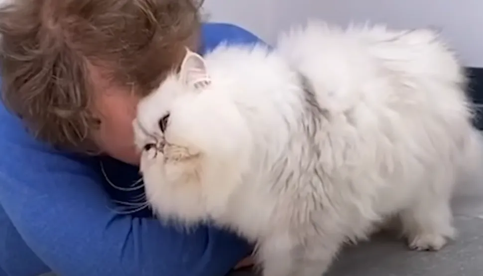 Котики обожнюють свою людину Котики обожнюють свою людину