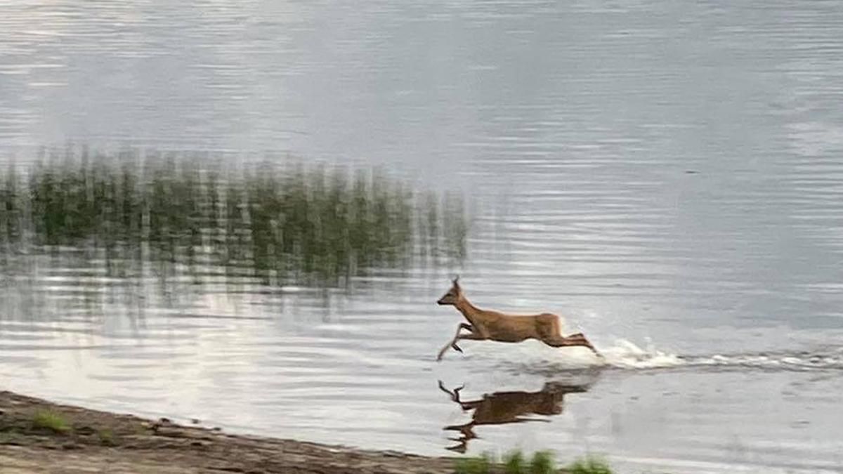 У Києві побачили козулю, яка перепливала Дніпро й бігала у парку