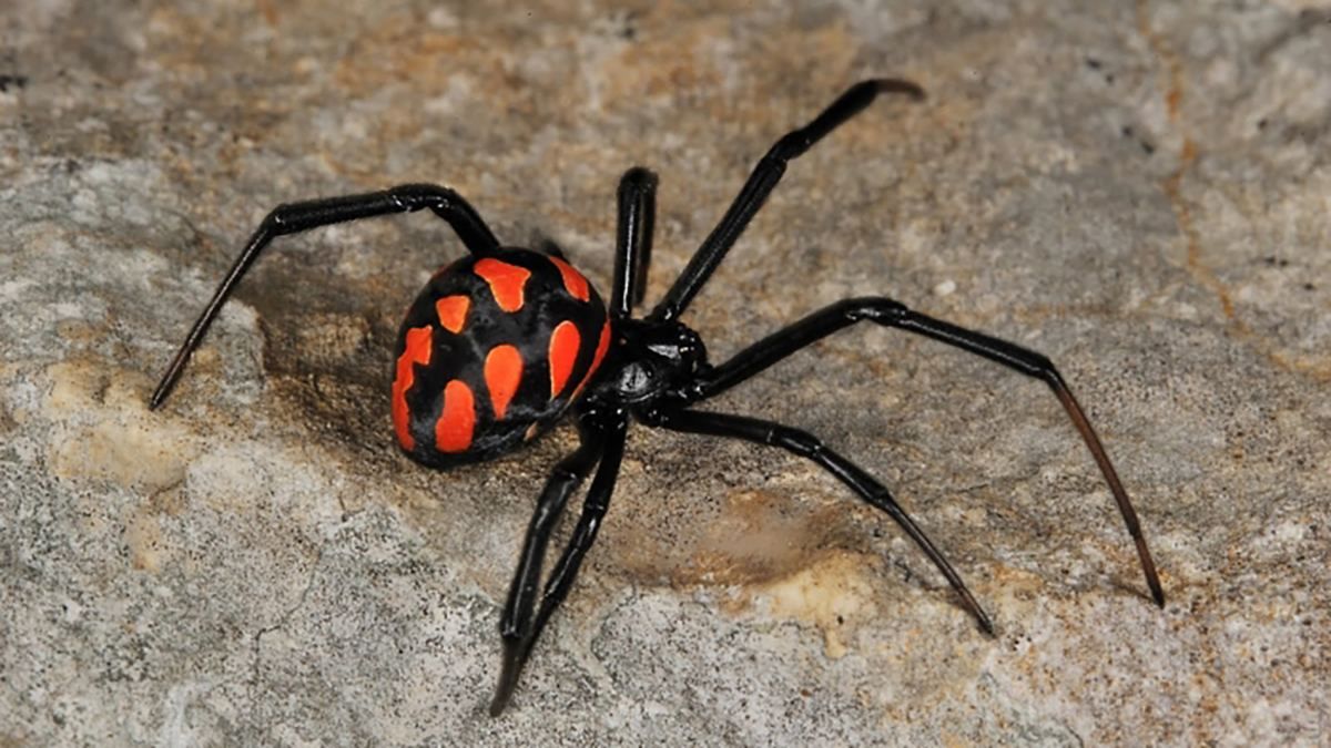 Чоловіка у Дніпрі вкусив каракурт: він отруйніший за гримучу змію Чоловіка у Дніпрі вкусив каракурт: він отруйніший за гримучу змію