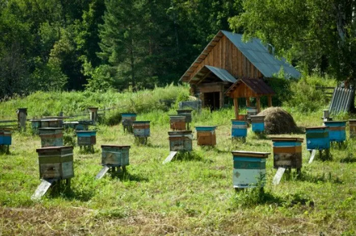 Пасіка Пасіка