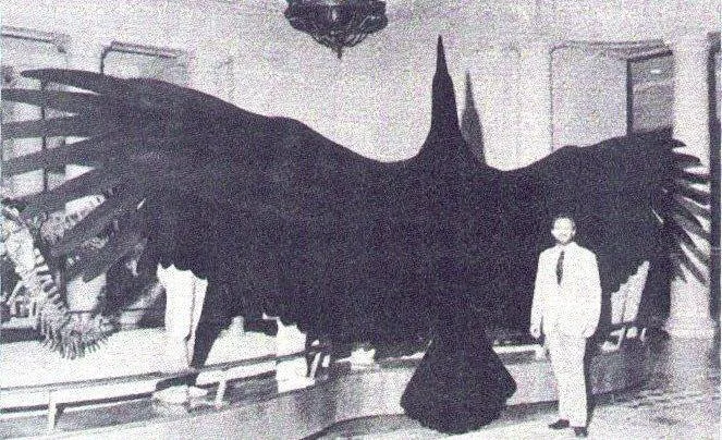 Аргентавіс Аргентавіс