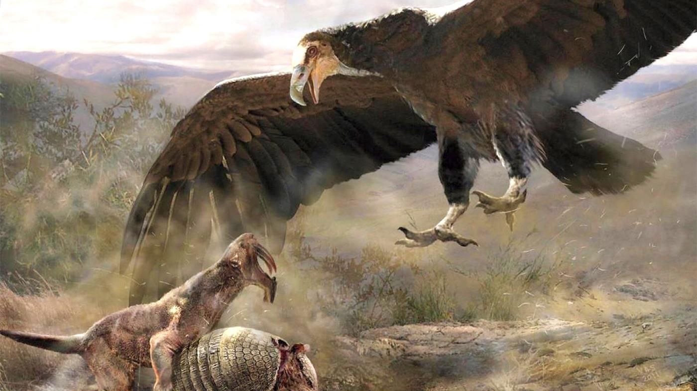 7 крупнейших птиц прошлого - подборка вымерших пернатых гигантов. 7 крупнейших птиц прошлого - подборка вымерших пернатых гигантов.