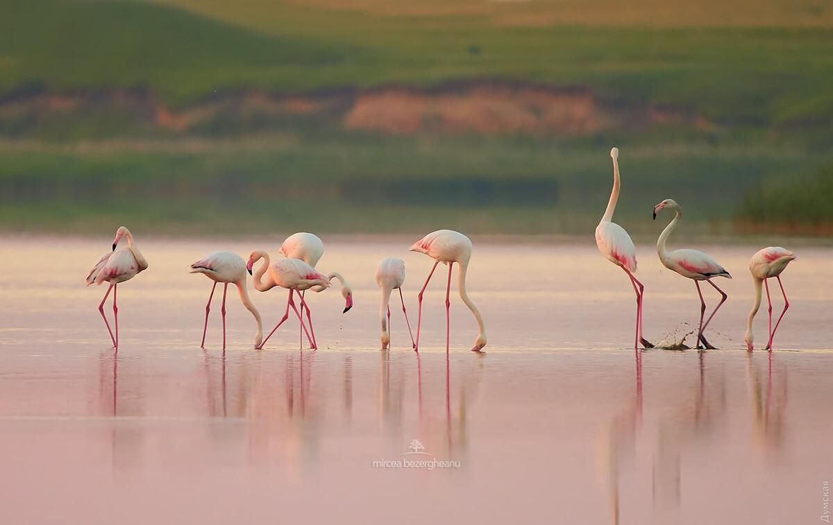Над Одесской областью пролетела огромная стая розовых фламинго Над Одесской областью пролетела огромная стая розовых фламинго