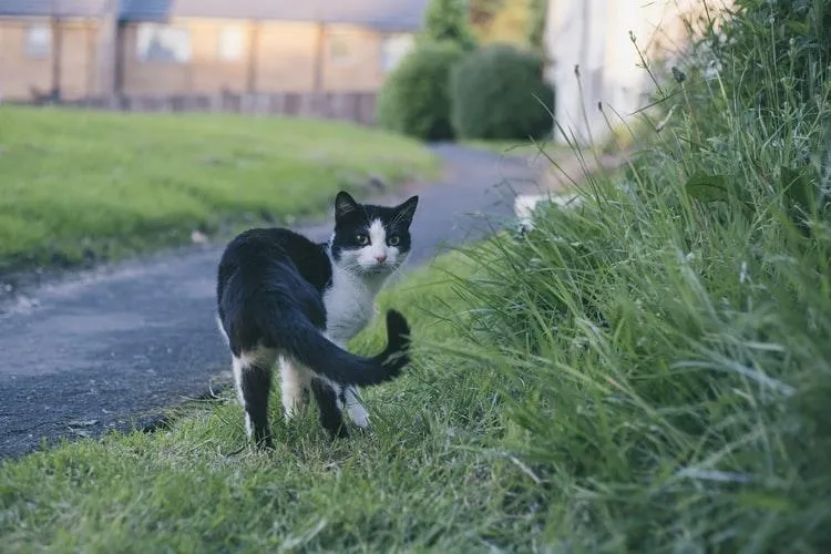 Котенок на улице Котенок на улице