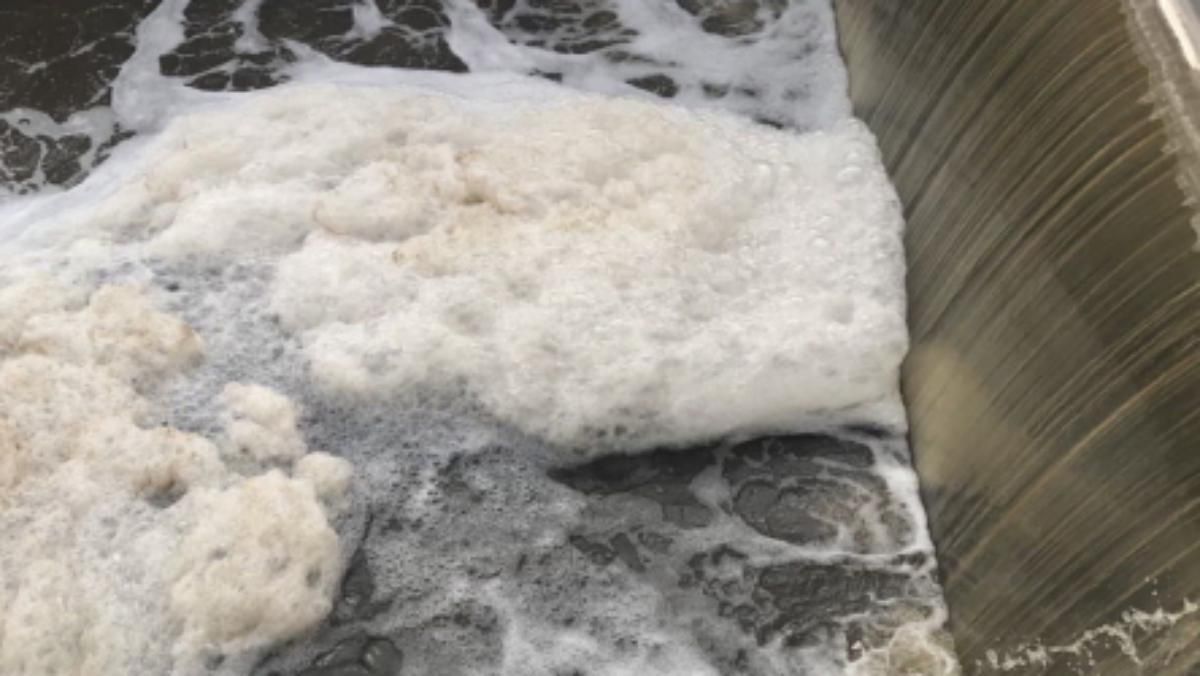 На Київищні після забруднення почала масово гинути риба: фото На Київищні після забруднення почала масово гинути риба: фото