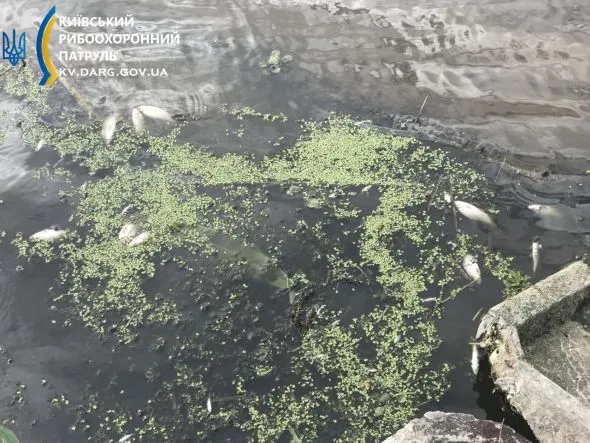 Киев, экологическая катастрофа, река Недра, Броварской район, массовая гибель рыбы
