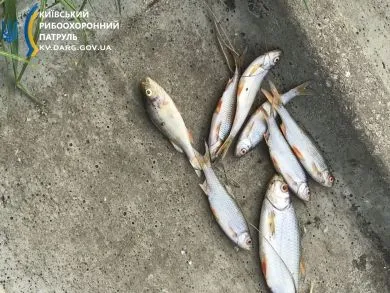 Київ, екологічна катастрофа, річка Недра, Броварський район, масова загибель риби
