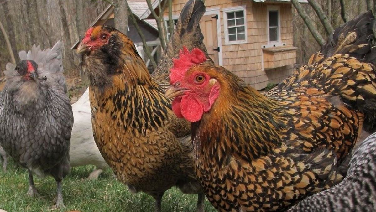 На Киевщине в пожаре сгорели 2 тысячи куриц: видео На Киевщине в пожаре сгорели 2 тысячи куриц: видео