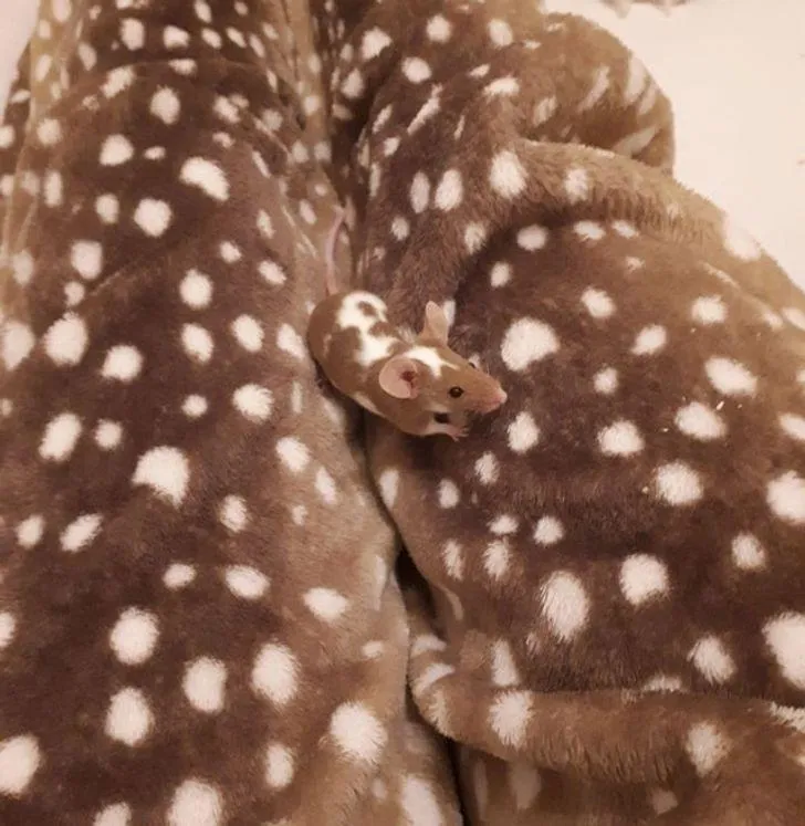 Мастер домашнего камуфляжа Мастер домашнего камуфляжа