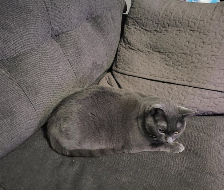 Плюшевий диван та плюшевий котик
