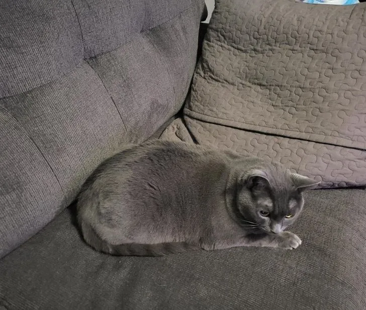 Плюшевый диван и плюшевый котик