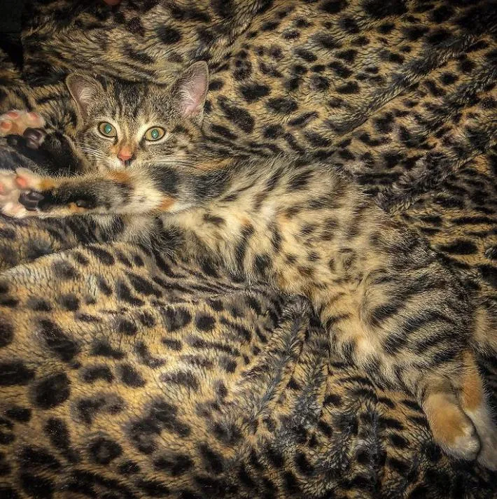 Домашний леопард Домашний леопард