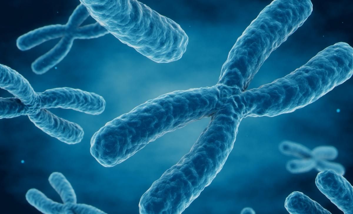 Скільки важать хромосоми людини – вчені мають відповідь