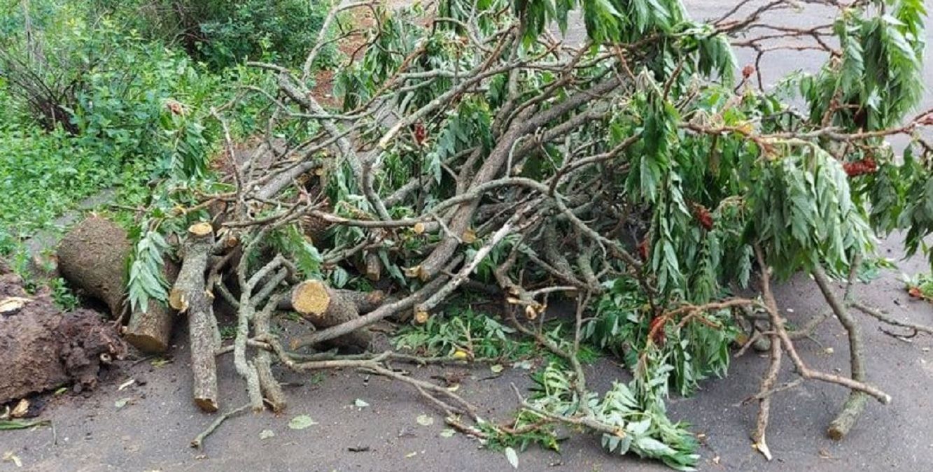 Харків та Дніпро накрив деревопад 3 червня 2021: фото Харків та Дніпро накрив деревопад 3 червня 2021: фото